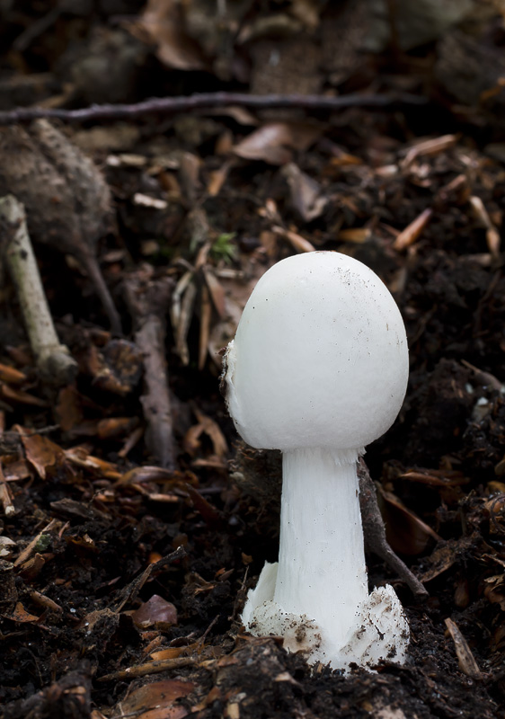 Amanita phalloides var. alba